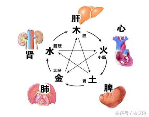 五臟六腑 五行|中醫知識 